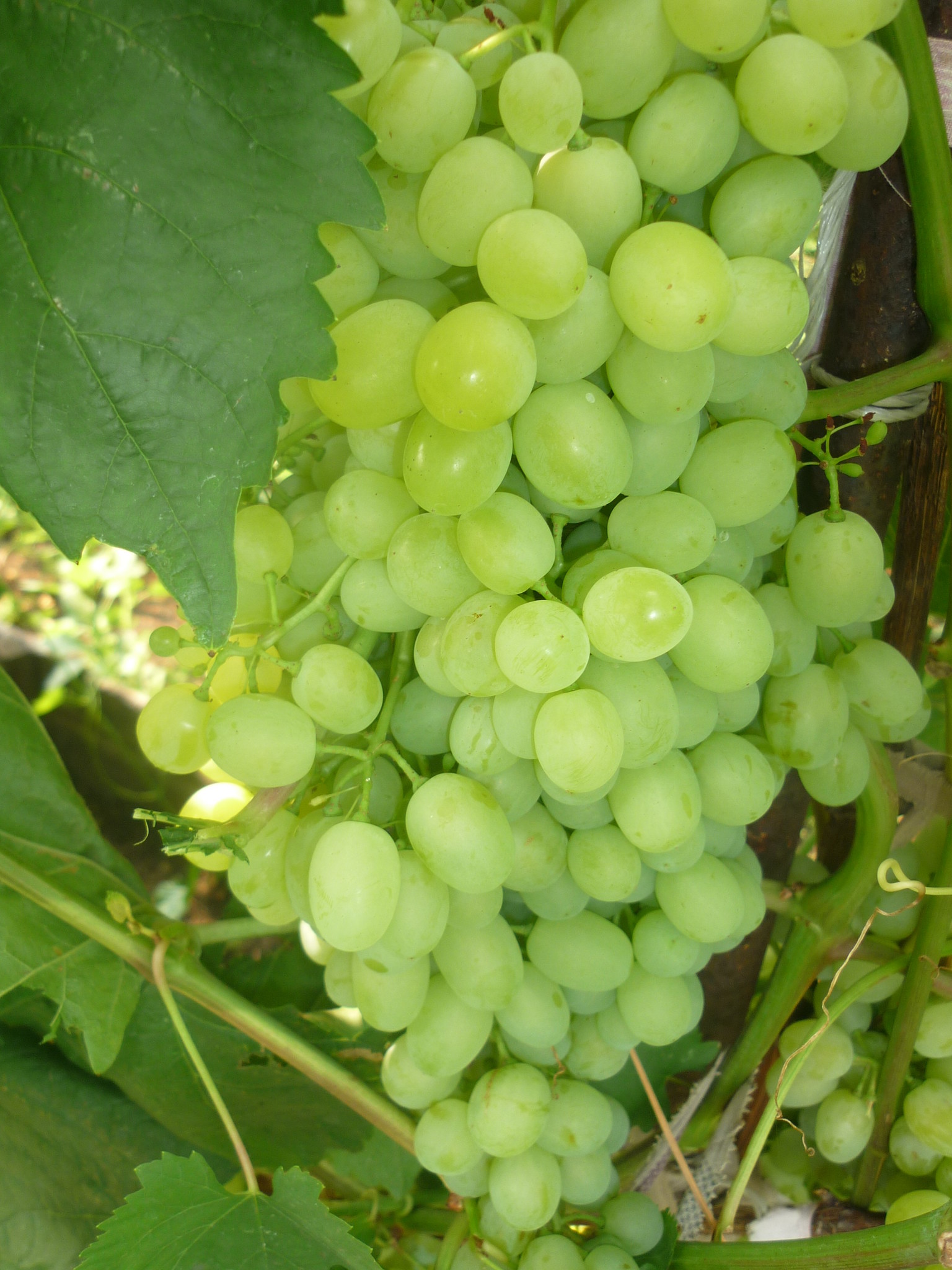 Сорт винограда памяти Шатилова