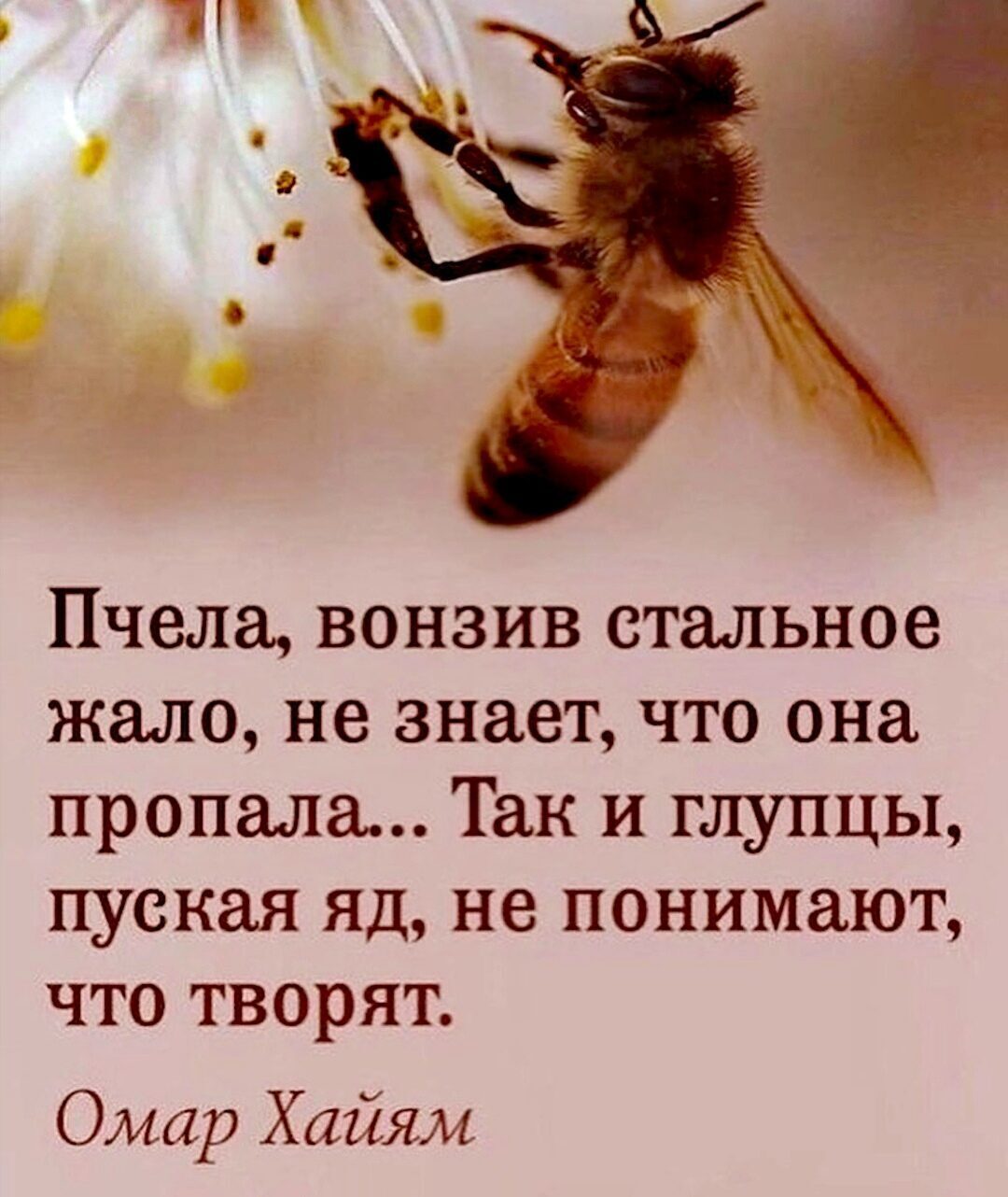 Пчела вонзив стальное жало