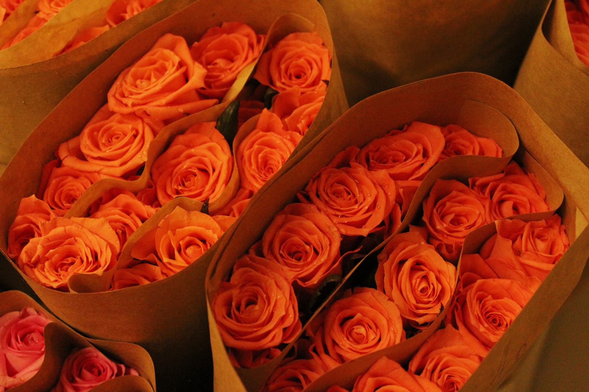 Голландские розы