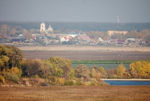 Белоомут луховицы фото