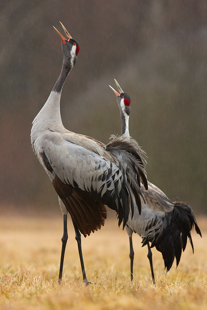 Журавль Фото Для Детей Дошкольного Возраста