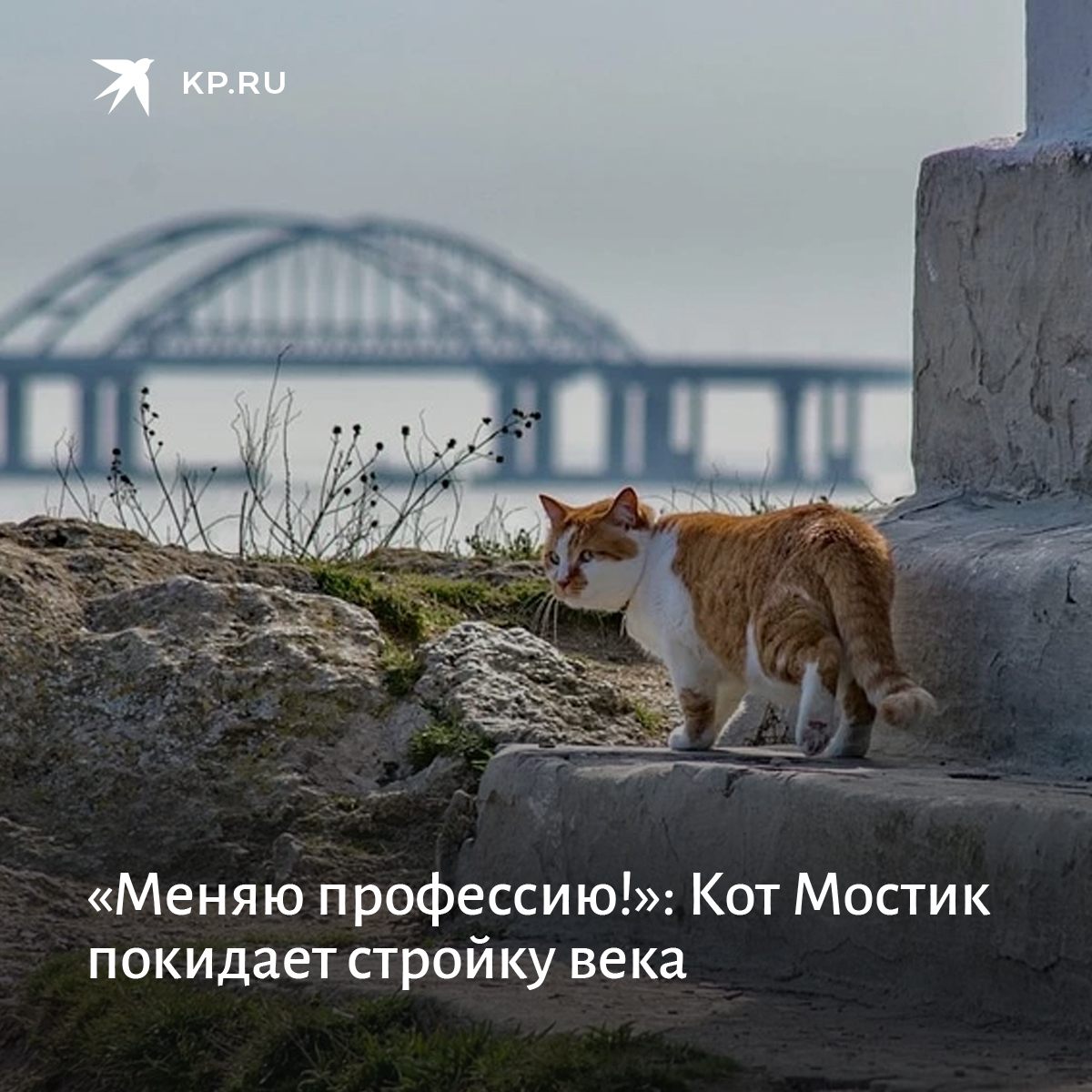 кот крымского моста