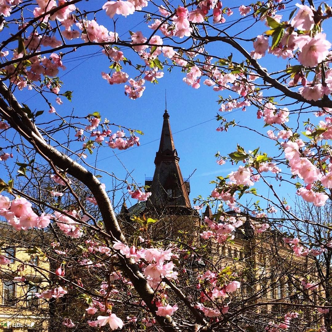 Сакура открытки санкт-петербург, открытка