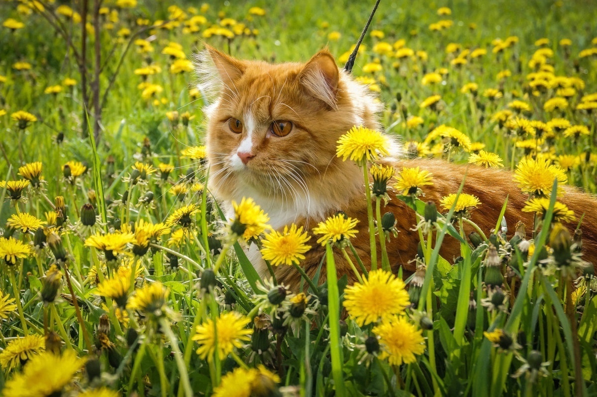 Рыжий котенок Весна