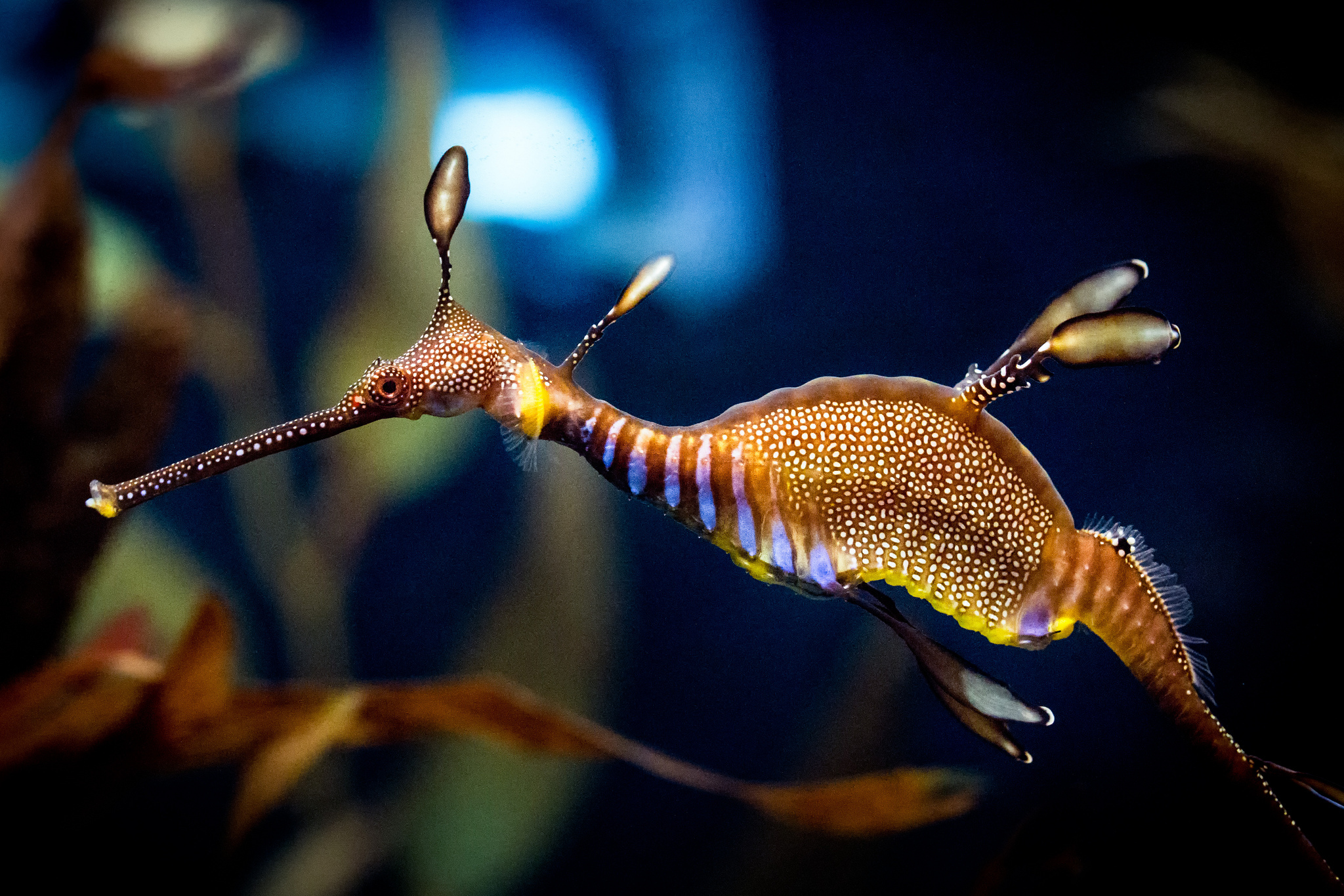 Самый редкий вид. Phyllopteryx taeniolatus. Phyllopteryx dewysea. Морской дракон обыкновенный. Необычные подводные обитатели.