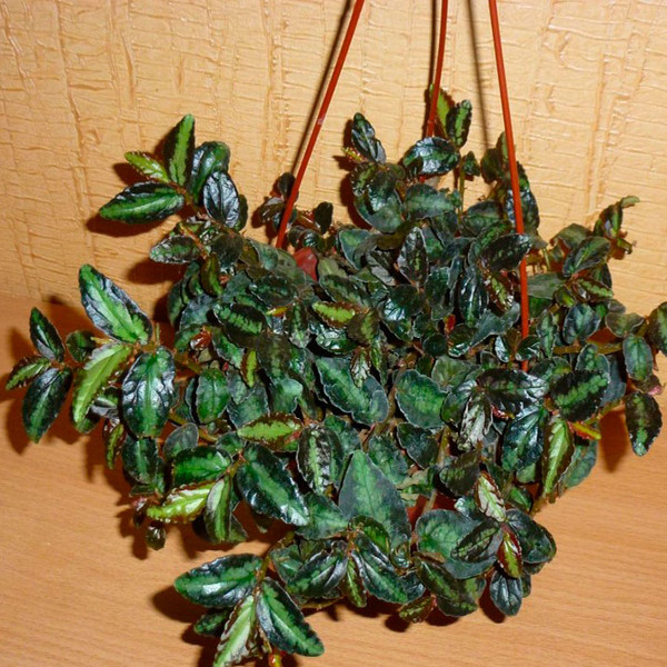 Комнатное растение Пеллиония (Pellionia)