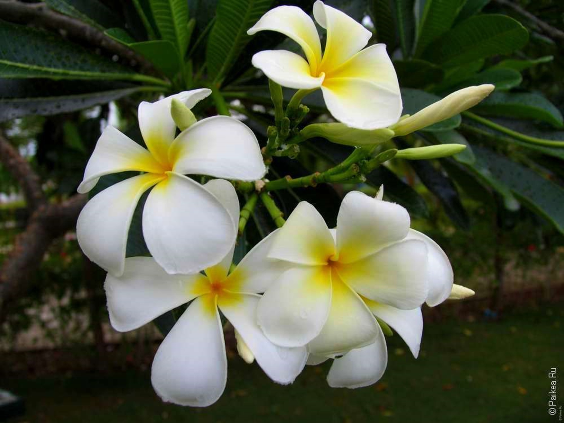 Цветы Плюмерия Франжипани Мальдивы