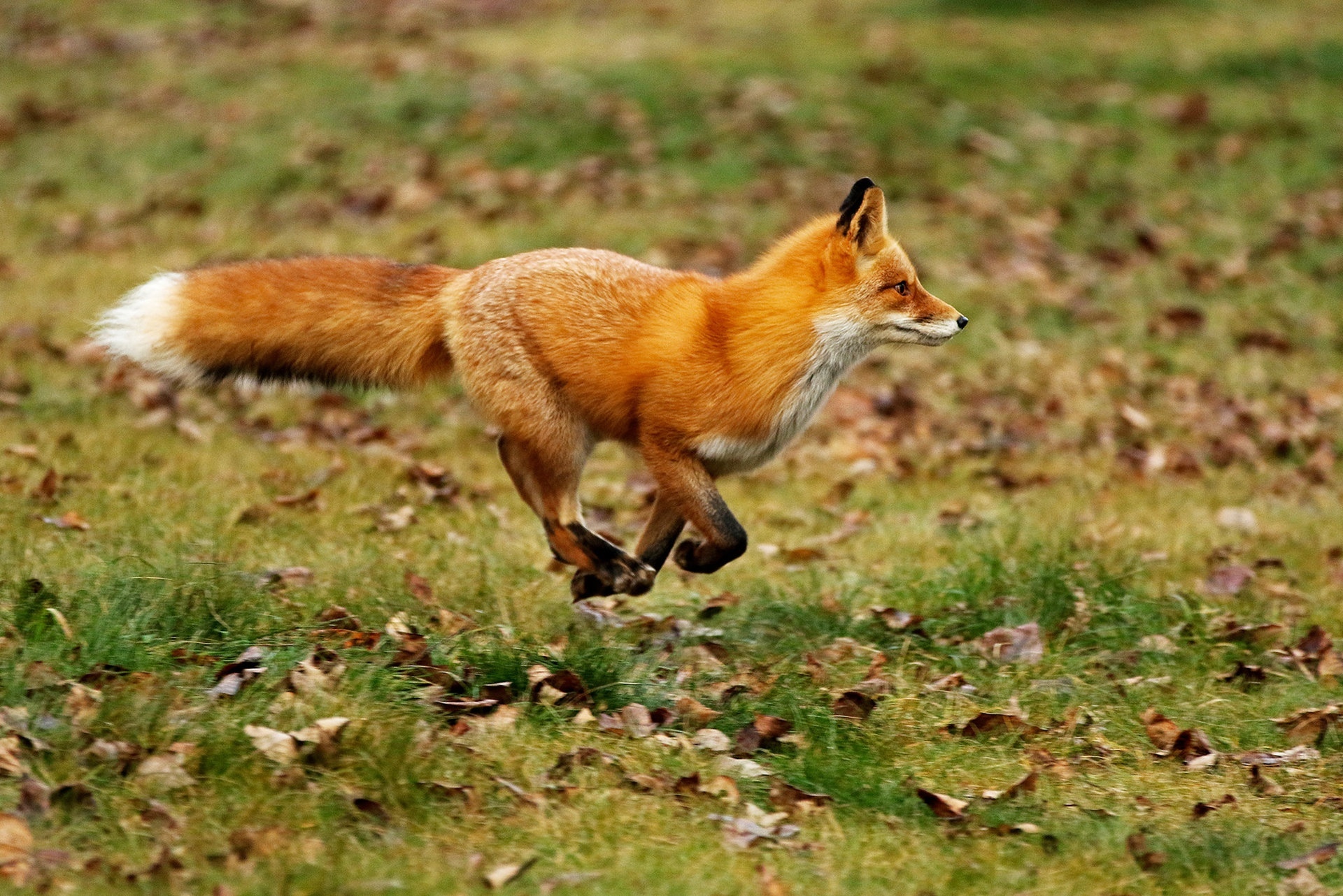 Fox ответы. Лисица-хитрица.. Огненно рыжая лиса. Германия рыжая лисица.