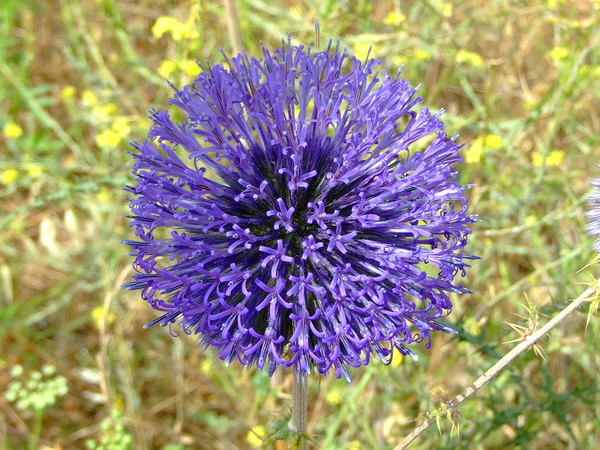 Мордовник шароголовый 
Echinops adenocaulos 
Ссемейство: Астровые / Сложноцветные 
(Asteraceae / Compositae)

Название:  происходит от греческих слов «echinos» - еж и «opsis» - похожий, по колючим листочкам обертки соцветий. 

