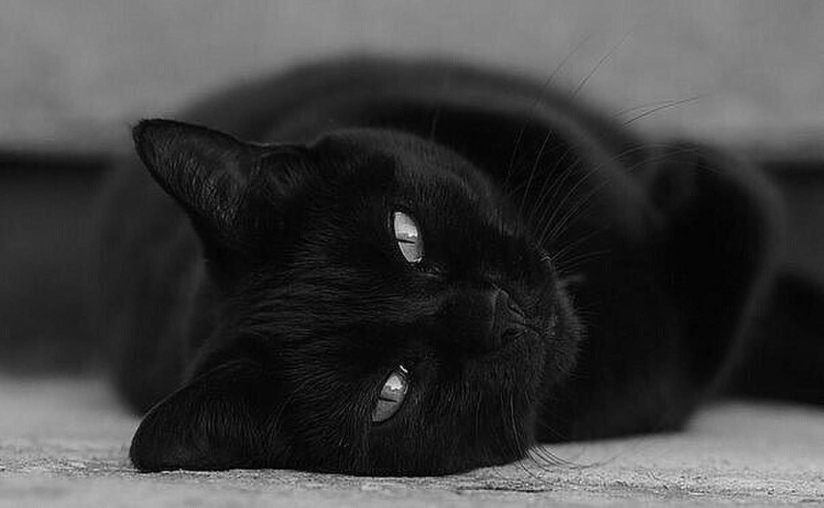 Кошка с черной спинкой